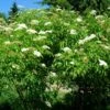 American Elderberry -Garden Supplies Sales 2024 Sambucus canadensis