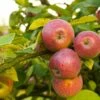 Apple Combo (3 Varieties) -Garden Supplies Sales 2024 Shutterstock 1931241200 a9816af4 87bd 4d49 84f1 1763820f756e