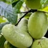 Tallahatchie® Paw Paw -Garden Supplies Sales 2024 TallahatchiePawPaw