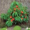 Pix Zee Dwarf Peach - Miniature -Garden Supplies Sales 2024 Trixzie Pixzee Peach Tree 54472 zoom 2