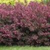 Alpha Wine & Roses® Weigela -Garden Supplies Sales 2024 WeigelaWineRoses1 1080 1080 60