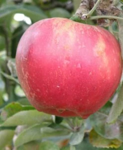 Akane And Cosmic Crisp Mini Orchard Bundle (3 Trees)