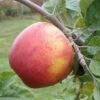 Alkemene Apple 2 Alkemene Apple -Garden Supplies Sales 2024 a080 alkemene 1