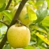 Ananas Reinette Apple -Garden Supplies Sales 2024 a083d