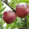 Belmac Apple -Garden Supplies Sales 2024 a100 belmac 2 1