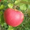 Red Boskoop Apple