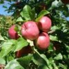 Dayton Apple -Garden Supplies Sales 2024 a240 dayton 1