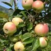 Golden Sentinel Columnar Apple 2 Golden Sentinel Columnar Apple -Garden Supplies Sales 2024 a272 golden sentinel 1 1