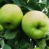 Greensleeves Apple -Garden Supplies Sales 2024 a385d greensleeves