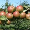 Granniwinkle Cider Apple 2 Granniwinkle Cider Apple -Garden Supplies Sales 2024 a387 granniwinkle p 27