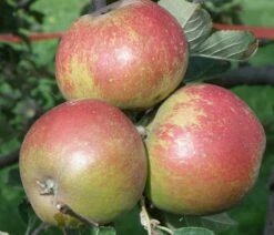 Karmijn De Sonnaville Apple -Garden Supplies Sales 2024 a420 karmijn de sonnaville 1