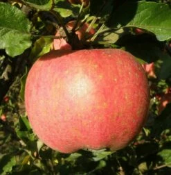 Melrose Apple -Garden Supplies Sales 2024 a540 melrose cee6f451 6152 47eb bc9c 67ecd942c189 2
