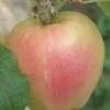 Mott's Pink Apple -Garden Supplies Sales 2024 a553 mott pink 1