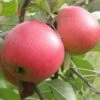 Queen Cox Self-Fertile Apple -Garden Supplies Sales 2024 a581 2