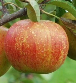 Rubinette Apple -Garden Supplies Sales 2024 a625 e8c48917 cb96 4e1d a91a 664b3a03410d