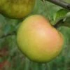 Roxbury Russet Apple -Garden Supplies Sales 2024 a628 roxbury russet 1