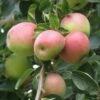 Shay Apple -Garden Supplies Sales 2024 a650