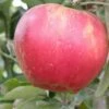 Akane Apple -Garden Supplies Sales 2024 akane