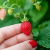 Reine Des Vallees Alpine Strawberry 1 Reine Des Vallees Alpine Strawberry -Garden Supplies Sales 2024 alpinestrawberry
