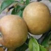 Brown Russet Apple -Garden Supplies Sales 2024 apple a110 brown russet 1