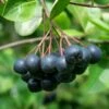 Viking Aronia -Garden Supplies Sales 2024 aronia 4 1