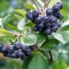 Raintree Select Aronia -Garden Supplies Sales 2024 aroure