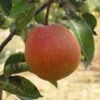 Ooharabeni Asian Pear -Garden Supplies Sales 2024 asian pears b573 ooharabenni 1 1
