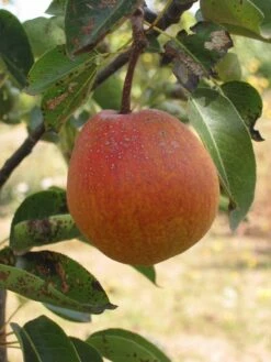 Ooharabeni Asian Pear