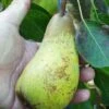 Atlantic Queen European Pear