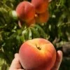 Avalon Pride Peach -Garden Supplies Sales 2024 avalon pride peach