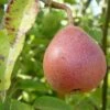 Ayer's European Pear