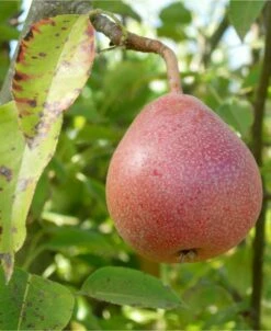 Ayer's European Pear