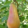 Abbe Fetel European Pear -Garden Supplies Sales 2024 b025 abbe fetel 1
