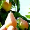 Arganche European Pear -Garden Supplies Sales 2024 b037 araganche 1