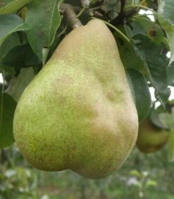 Comice European Pear