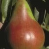Pound European Pear -Garden Supplies Sales 2024 b187 pound european pear 31 1