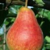 Ubileen European Pear -Garden Supplies Sales 2024 b260 ubileen pear 3 1