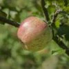 Bardsey Apple -Garden Supplies Sales 2024 bardseyapple