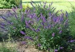 LO & BEHOLD® ‘Blue Chip Jr.’ -Garden Supplies Sales 2024 bcjr