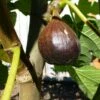 Beall Fig -Garden Supplies Sales 2024 beall 1 1