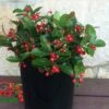 Berry Cascade ™ Wintergreen -Garden Supplies Sales 2024 berrycas w logojpeg 1