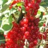 Rovada Red Currant -Garden Supplies Sales 2024 best rovada red currant 1