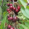Bing Cherry 2 Bing Cherry -Garden Supplies Sales 2024 bing cherry 1