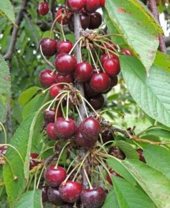 Bing Cherry