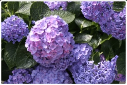 Let's Dance® Blue Jangles® Reblooming Hydrangea -Garden Supplies Sales 2024 bjangle