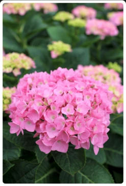 Let's Dance® Blue Jangles® Reblooming Hydrangea -Garden Supplies Sales 2024 bjangle2