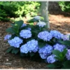 Let's Dance® Blue Jangles® Reblooming Hydrangea -Garden Supplies Sales 2024 bjangle4