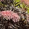 Black Lace® Elderberry -Garden Supplies Sales 2024 black lace elderberry 1