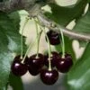 Black Tartarian Cherry 2 Black Tartarian Cherry -Garden Supplies Sales 2024 black tartarian 600x635 1
