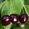 Black Gold Cherry -Garden Supplies Sales 2024 black gold cherry